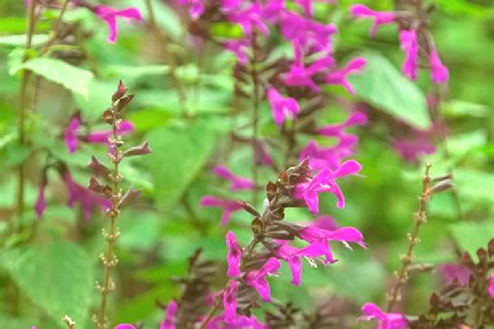 escort Salvias