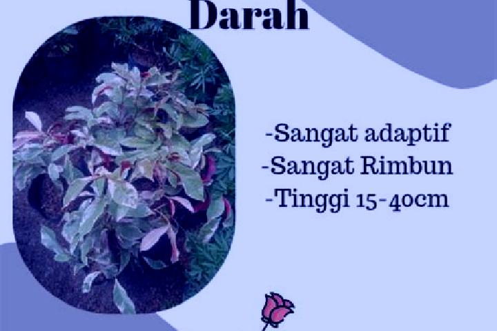 escort Sambang