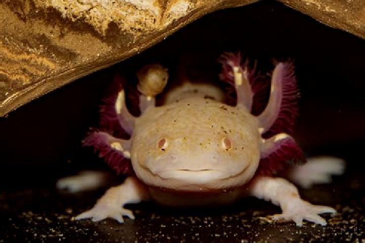 escort San Rafael Axolota
