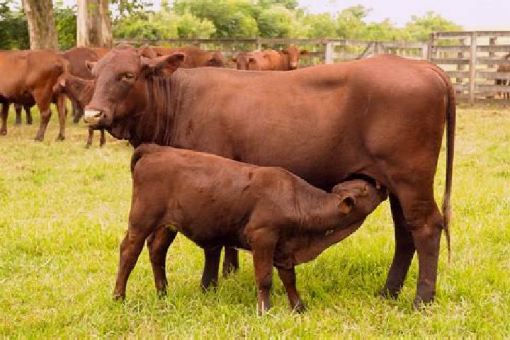 escort Santa Gertrudis
