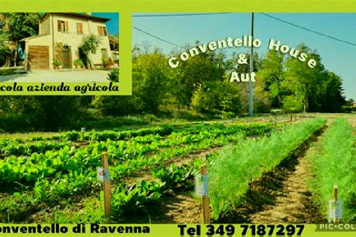 escort Savarna-Conventello