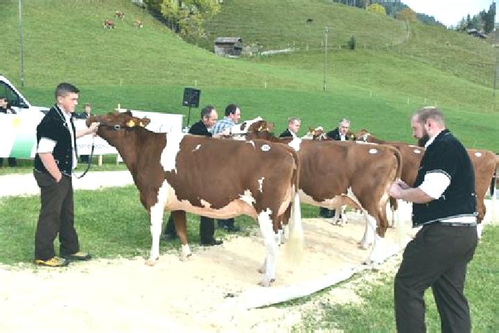 escort Schangnau