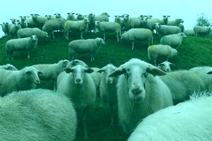 escort Schapen