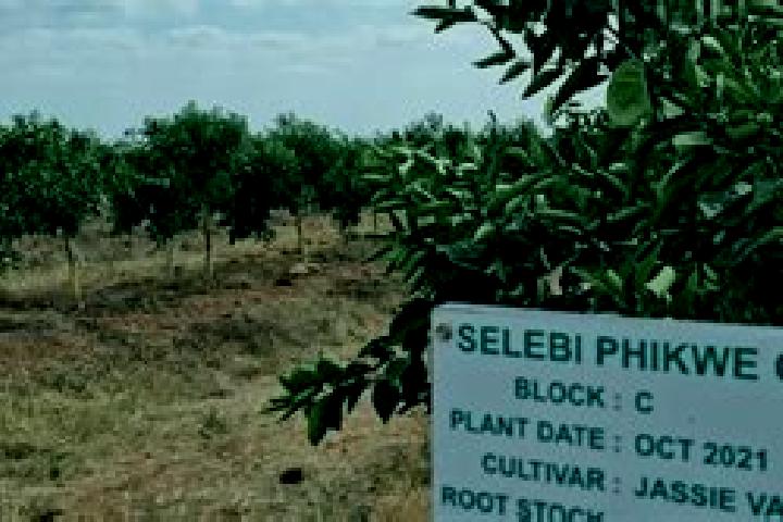 escort Selebi-Phikwe