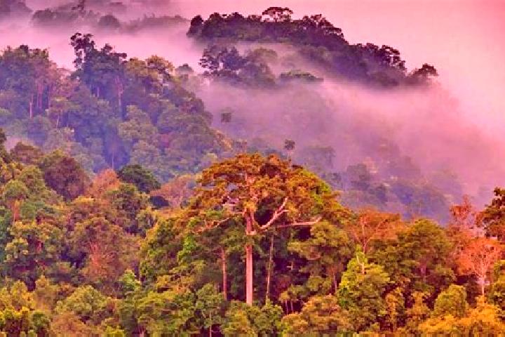escort Selva