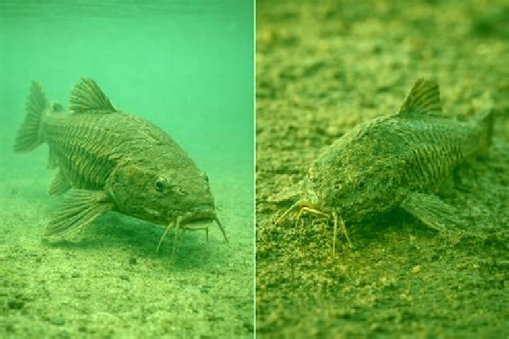 escort Sem-Peixe