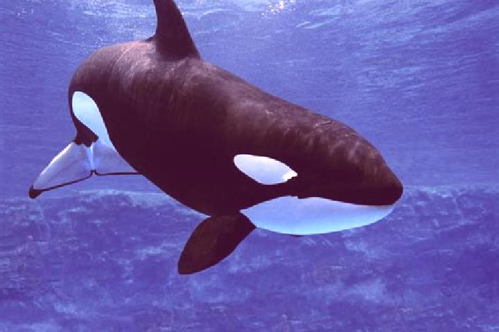 escort Shamu