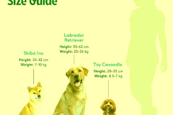 escort Shiba