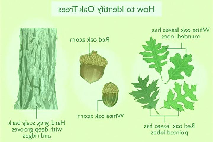 escort Shrub Oak