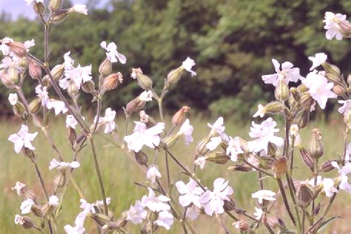 escort Silene