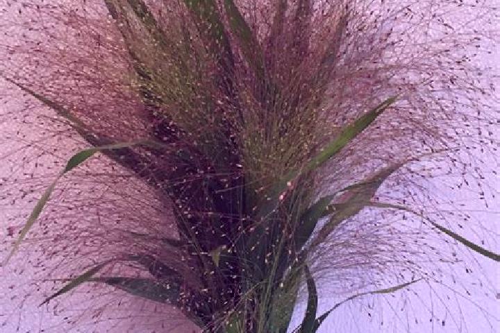 escort Silk Grass
