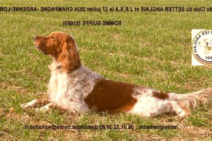 escort Somme-Suippe