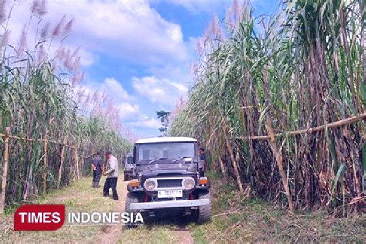 escort Songgon Krajan