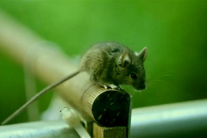 escort Souris