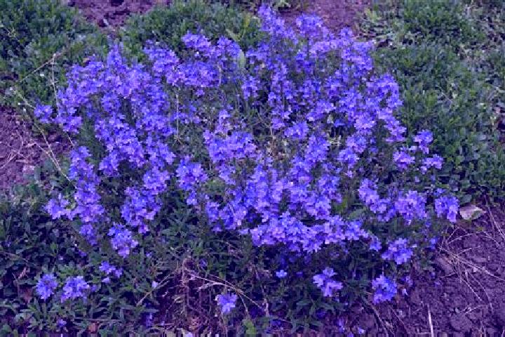 escort Speedwell