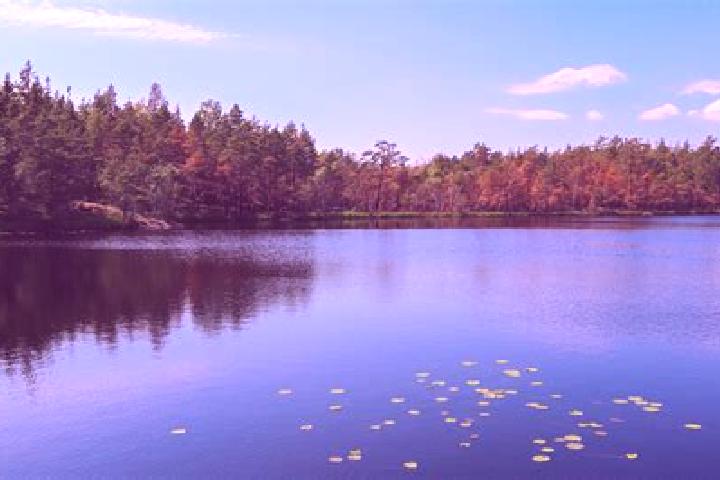 escort Spring Lake