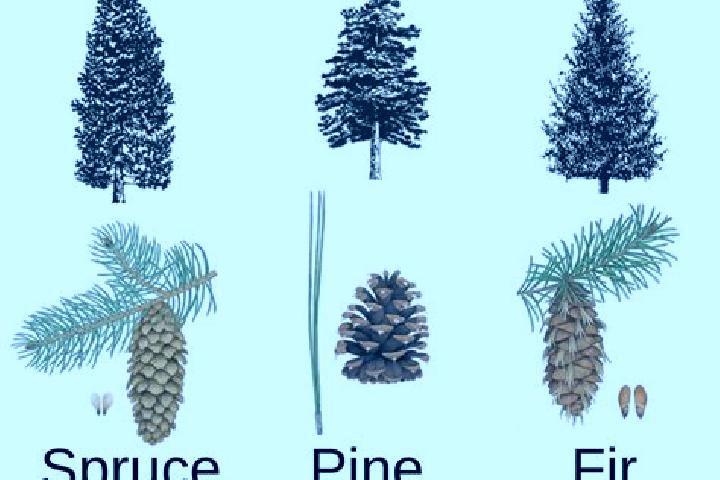 escort Spruce Pine