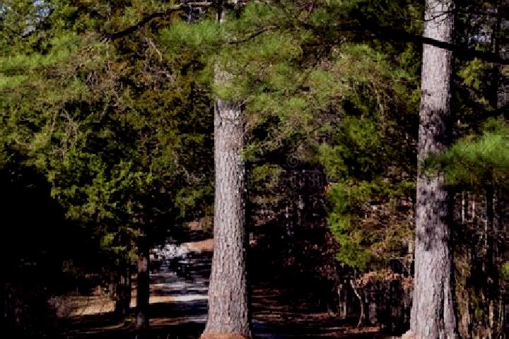 escort Standing Pine