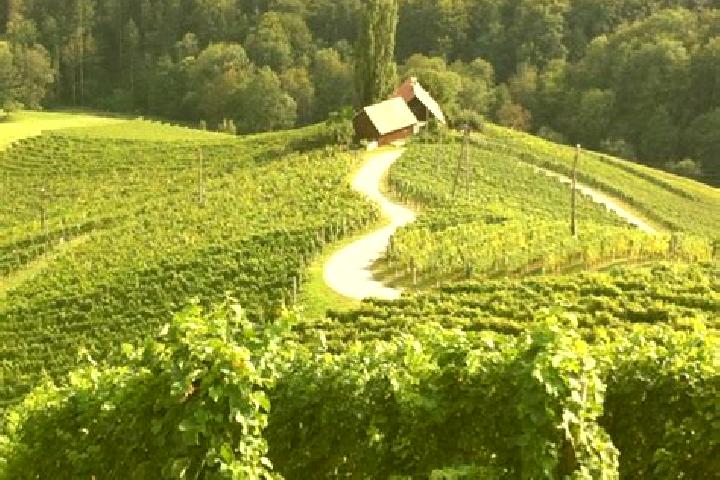 escort Sulztal an der Weinstrasse