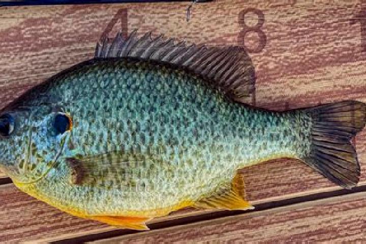 escort Sunfish Lake