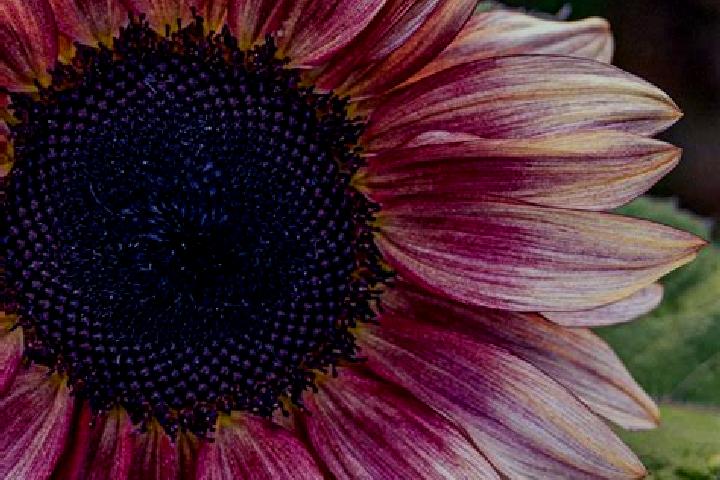 escort Sunflower