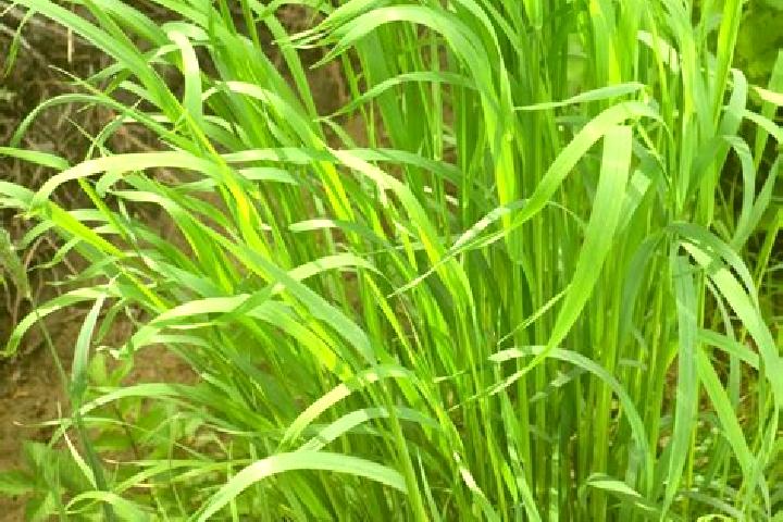 escort Sweet Grass
