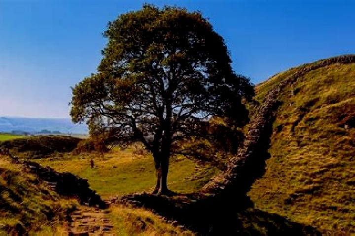 escort Sycamore