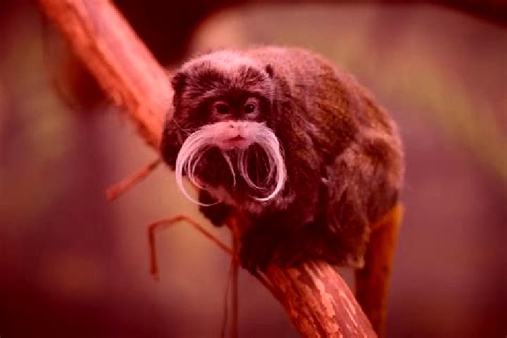 escort Tamarin