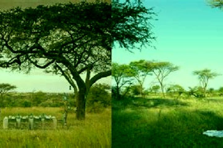 escort Tanzania