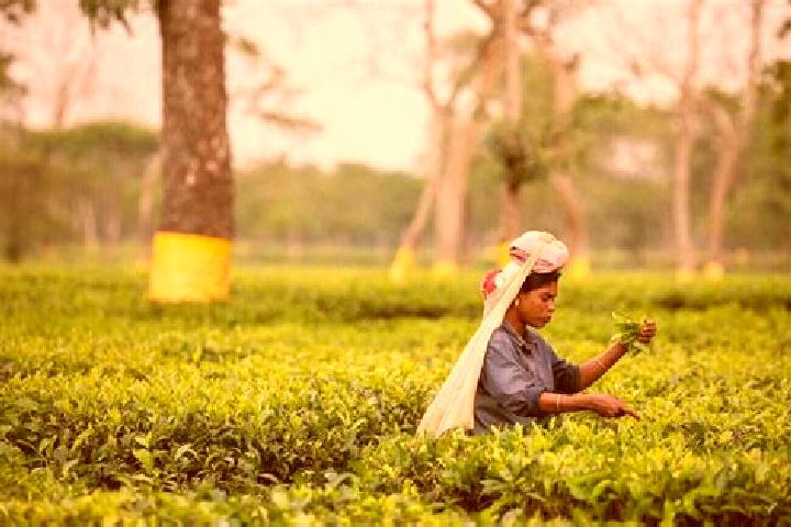 escort Tea Gardens
