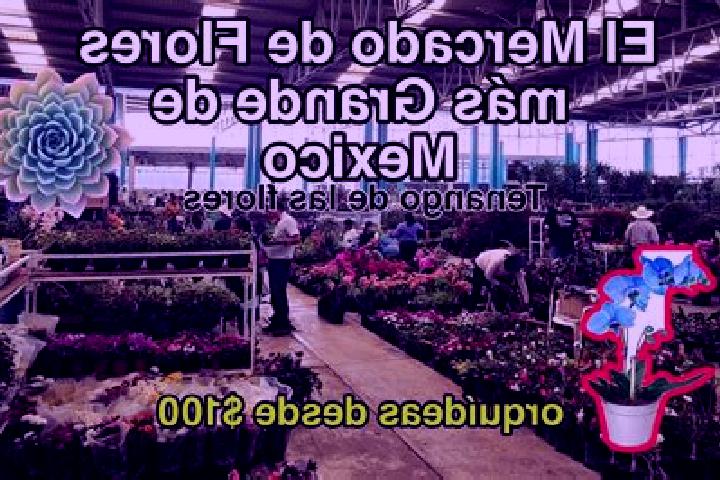 escort Tenango de las Flores