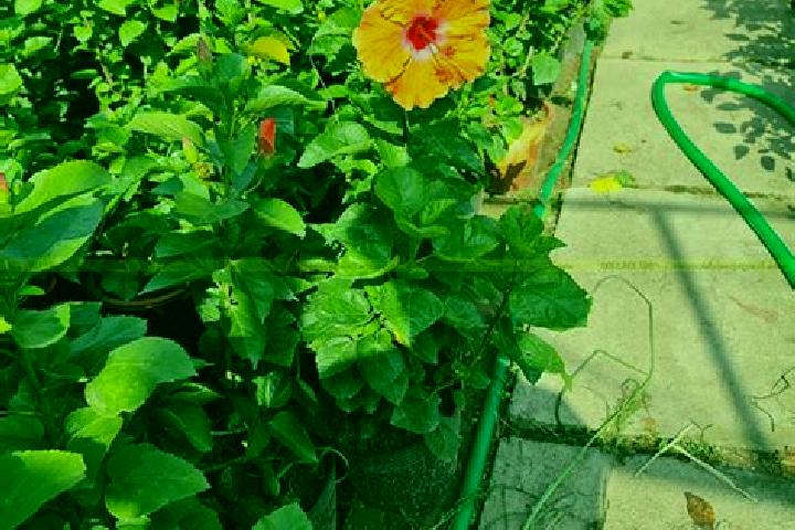 escort Thai Hoa
