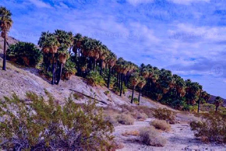 escort Thousand Palms