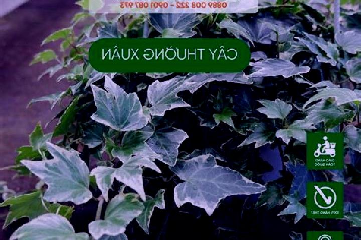 escort Thuong Xuan