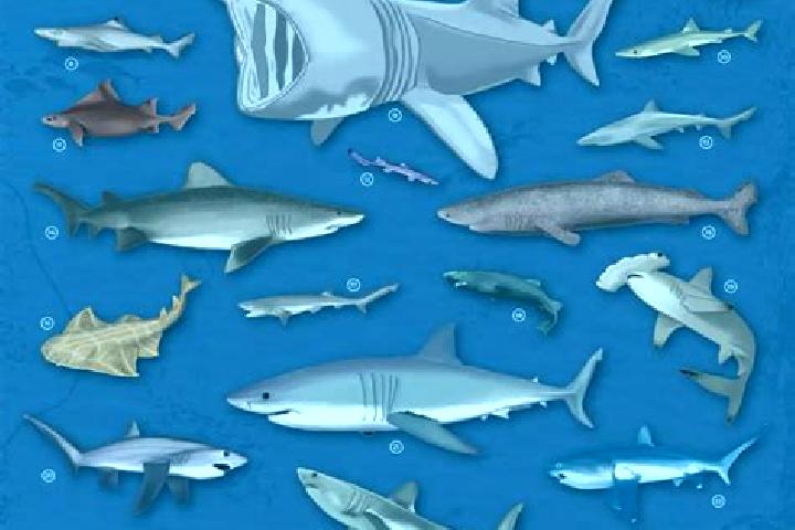 escort Tiburones