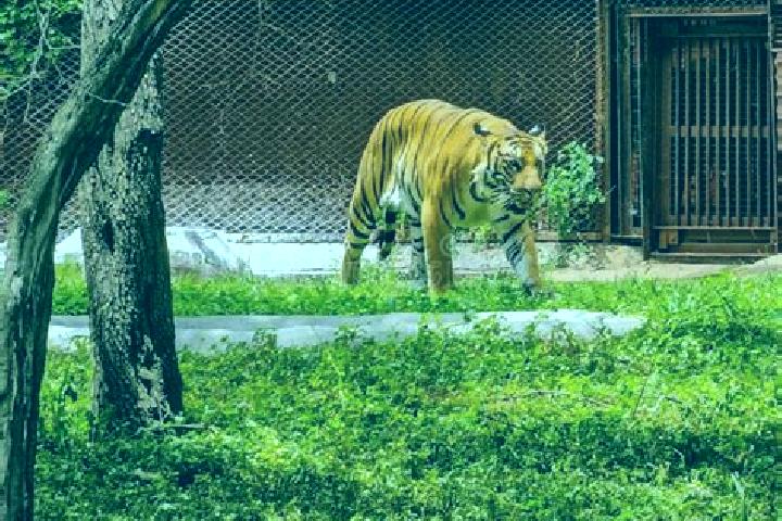 escort Tigre