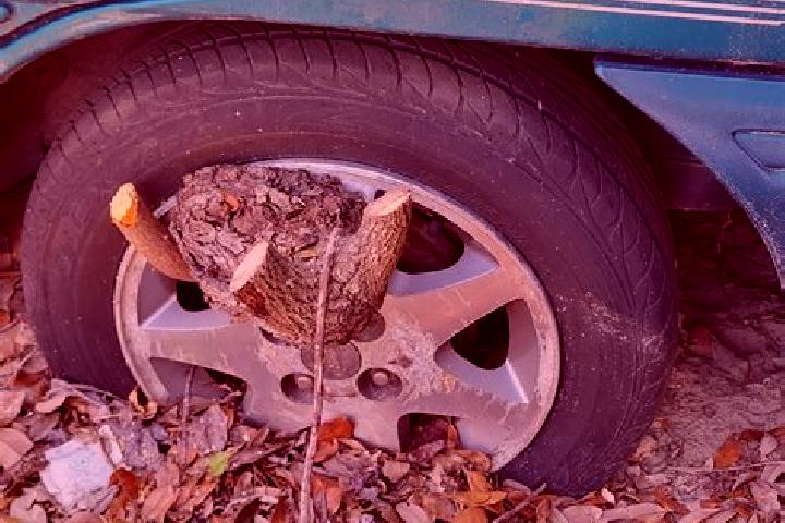 escort Tire