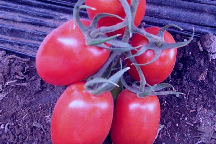 escort Tomate Rio Manso