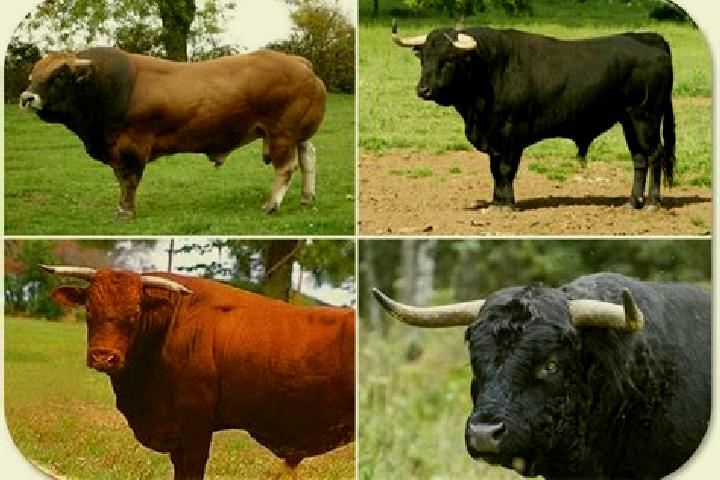 escort Toro-Kinkene