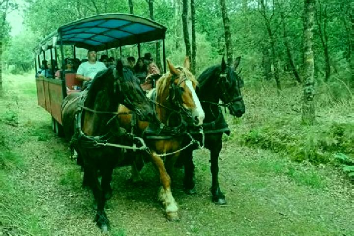 escort Tortequesne