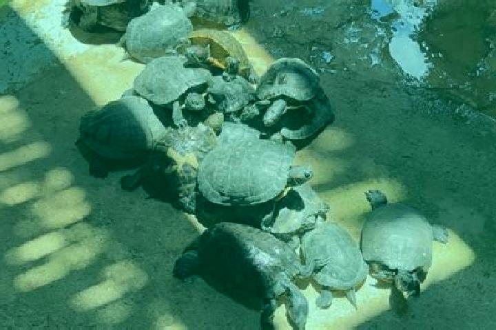 escort Tortugas (Las Conchas)