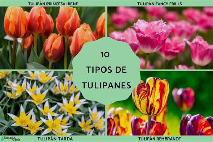 escort Tulipanes