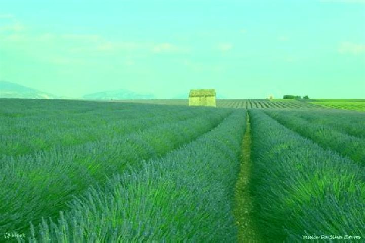 escort Valensole