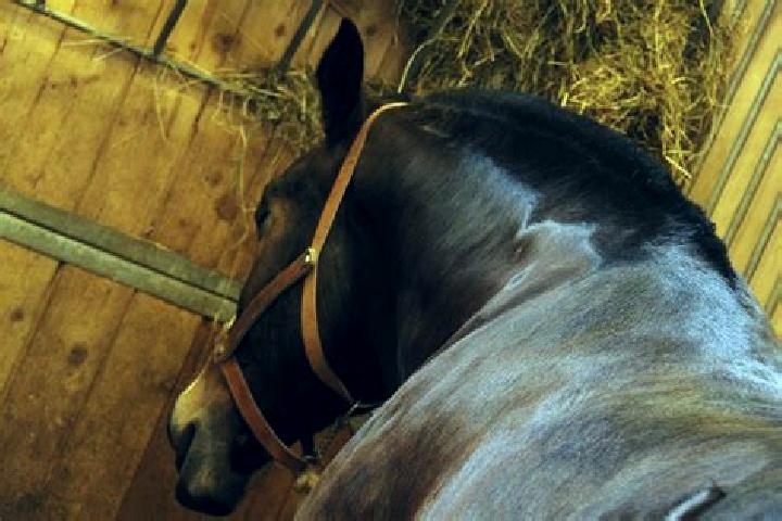 escort Varennes-Saint-Sauveur