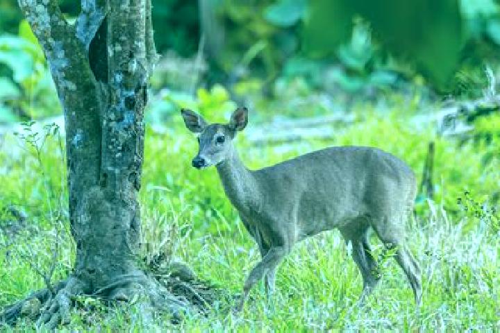 escort Venado