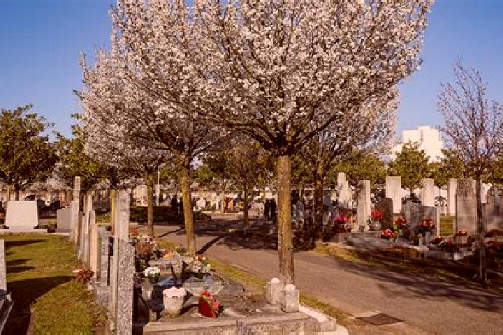escort Venissieux