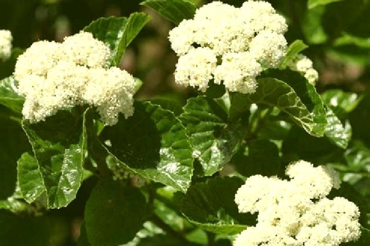 escort Viburnum