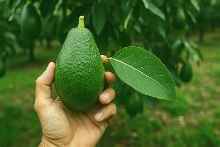 escort Vicente Guerrero (El Aguacate)