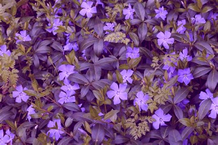 escort Vinca