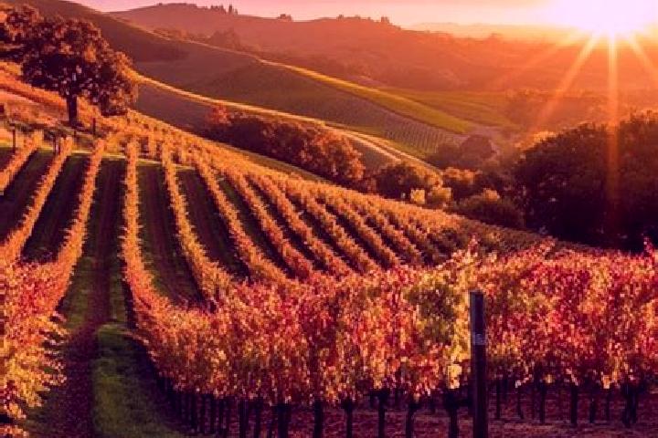 escort Vineyard